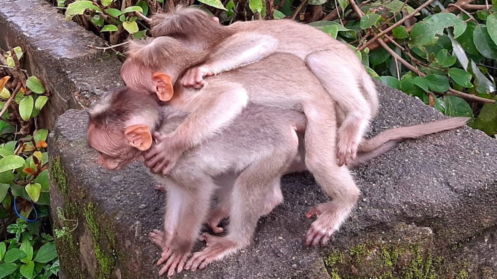 Bonnet macaque infants