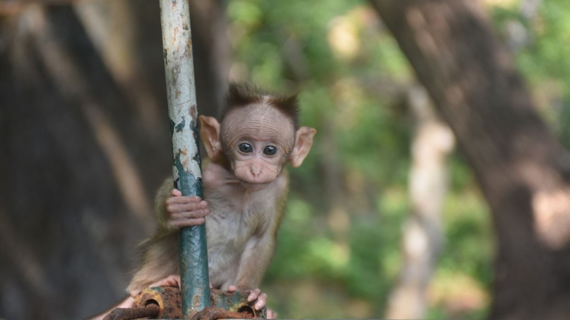 Bonnet macaque infant